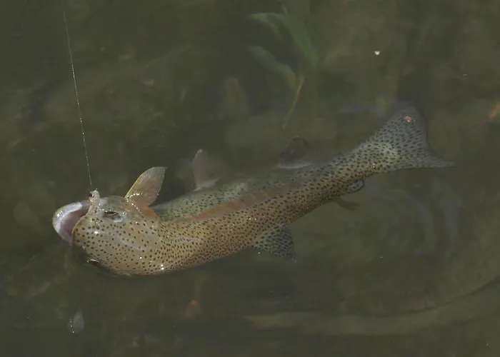 Otel Landidyll Haus Hochstein Eslohe