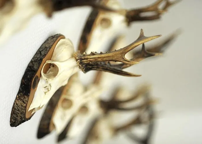 Landidyll Haus Hochstein Eslohe